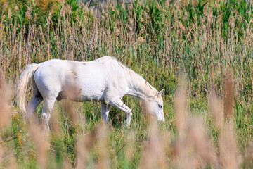 Naklejka na ściany i meble One adult and two adolescent white horses in carmarque galloping across a green meadow