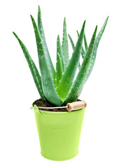 Aloe Vera plant and green flower pot isolated on white background