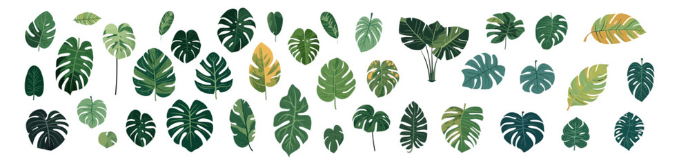 Tropical monsteras leaves set flat cartoon isolated on white background. Vector illustration - obrazy, fototapety, plakaty