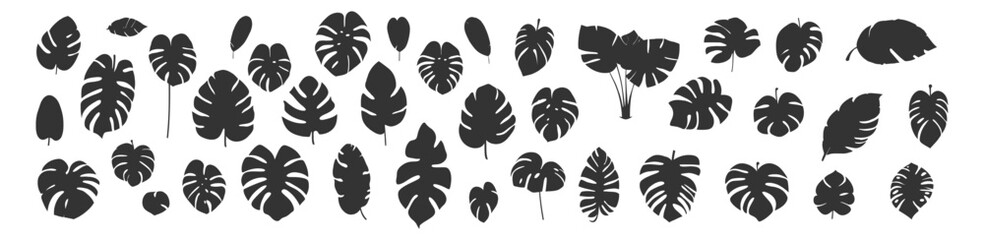 Tropical monsteras leaves set black icon silhouette isolated on white background. Vector illustration - obrazy, fototapety, plakaty