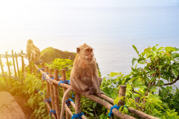 Wild monkey on Bali island, Indonesia sitting in front of the ocean