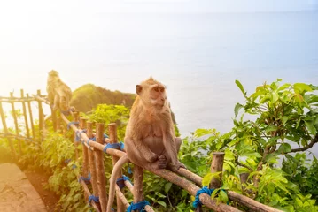 Fototapeten Wild monkey on Bali island, Indonesia sitting in front of the ocean © Maresol