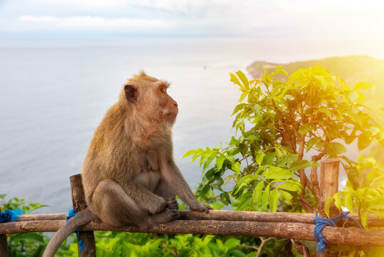 Wild monkey on Bali island, Indonesia sitting in front of the ocean