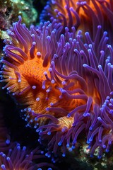 Naklejka na ściany i meble Colorful sea anemones