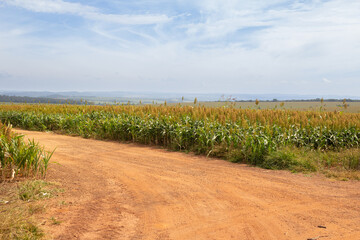 Uma estrada de terra cortando uma plantação de sorgo em uma fazenda de Goias no Brasil.