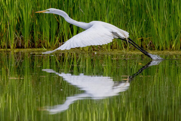 Fototapeta premium Egret in flight