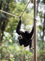 a young  monkey chimpanzee climbs around and looks