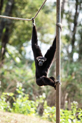 a young  monkey chimpanzee climbs around and looks