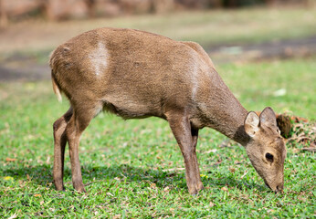 Deer in zoo , Looking Deer , Curios Deer