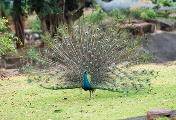 Obraz premium Indian Male Peacock nature background