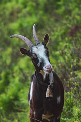 portrait of goat female with a bell on his neck on a mountain meadow at a summer day