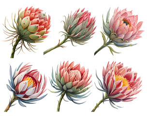 Watercolor protea flowers set. Generative Ai