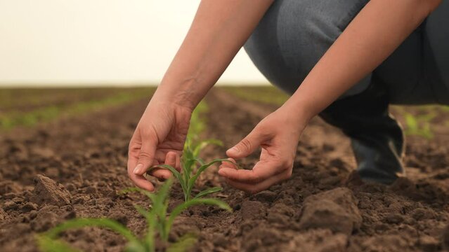 hand farmer sprout, young germ land field, agriculture, farming, business growth development, flower resources asian planting reach irrigates cultivates cultural plants slow rain eco glare macro