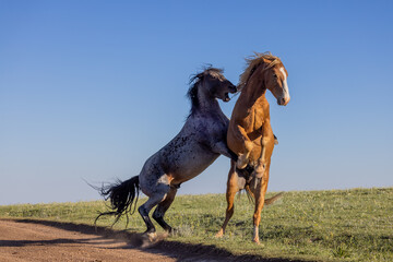 Wild Horse Stallions Fighting in the Pryor Mountains Montana in Summer