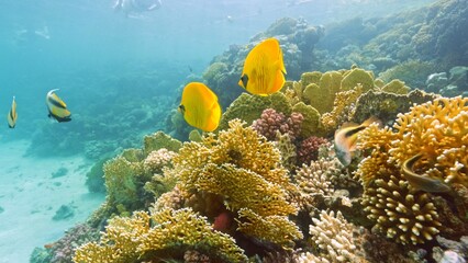 Naklejka na ściany i meble Beautifiul underwater view with tropical coral reefs