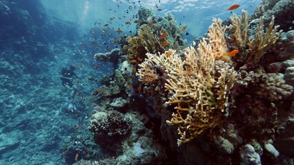 Fototapeta na wymiar Beautifiul underwater view with tropical coral reefs
