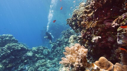 One divers exploring sea bottom.