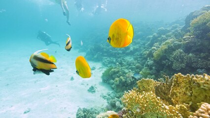 Beautifiul underwater view with tropical coral reefs