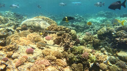 Beautifiul underwater view with tropical coral reefs