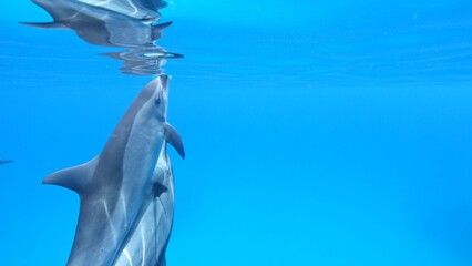 A pair of spinner dolphins, Stenella longirostris, southern Red Sea, Egypt.
