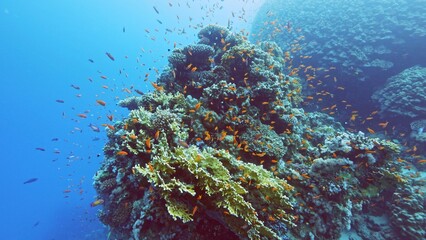 Fototapeta na wymiar Beautifiul underwater view with tropical coral reefs