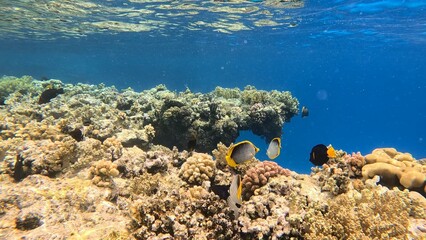 Beautifiul underwater view with tropical coral reefs