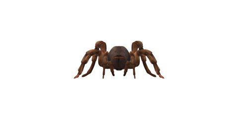 Trapdoor Spider isolated on a Transparent Background
