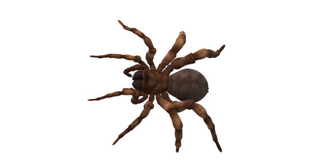Trapdoor Spider isolated on a Transparent Background