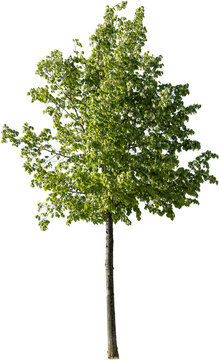 Junger freistehender Lindenbaum im Sommer
