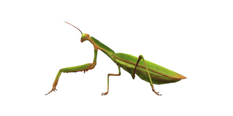 Praying Mantis isolated on a Transparent Background