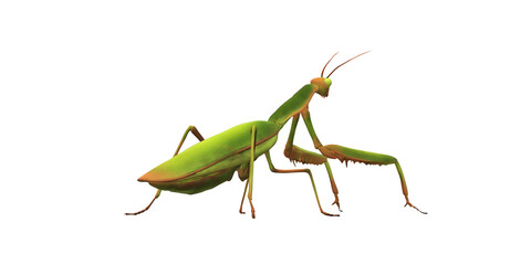 Praying Mantis isolated on a Transparent Background