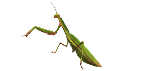 Praying Mantis isolated on a Transparent Background