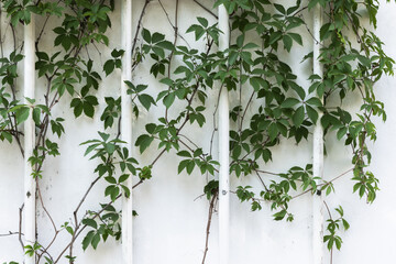 White wall with decorative green vine plant growing over it