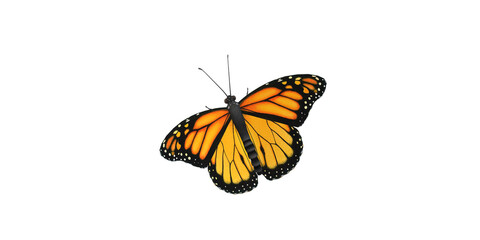 Monarch Butterfly isolated on a Transparent Background