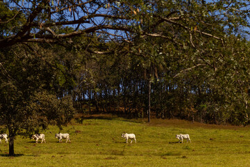 Uma fileira de gado, de animais todos brancos, pastando ao longo da paisagem de uma fazenda em um dia ensolarado. 