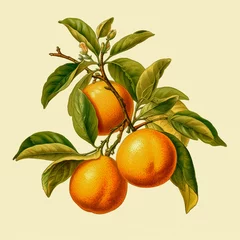 Fotobehang Vintage style botanical illustration: orange or citrus sinensis plant with fruits and flowers, victorian still life on creamy paper  background © acrogame
