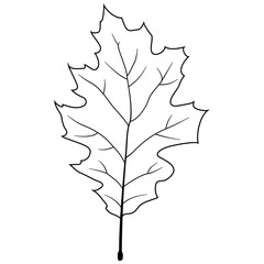 Leaf icon vector. Plant illustration sign. Tree symbol or logo.