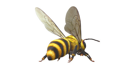 Bee isolated on a Transparent Background