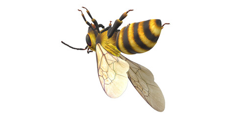 Bee isolated on a Transparent Background