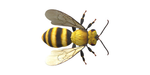 Bee isolated on a Transparent Background