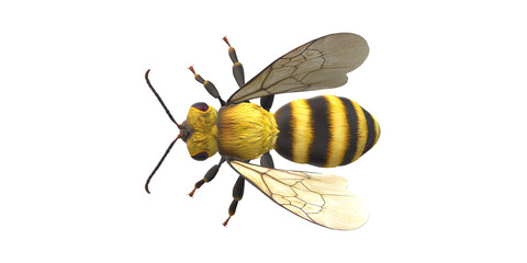 Bee isolated on a Transparent Background