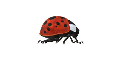 Lady Bug isolated on a Transaprent Background
