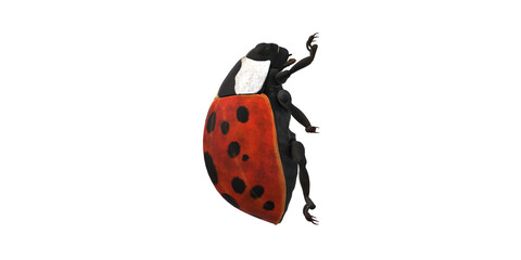Lady Bug isolated on a Transaprent Background