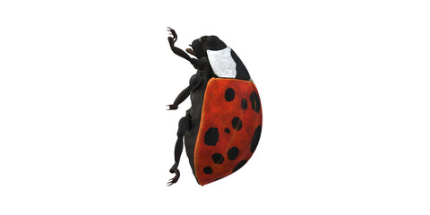 Lady Bug isolated on a Transaprent Background