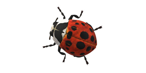 Lady Bug isolated on a Transaprent Background