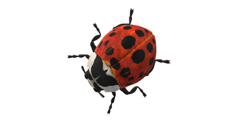 Lady Bug isolated on a Transaprent Background