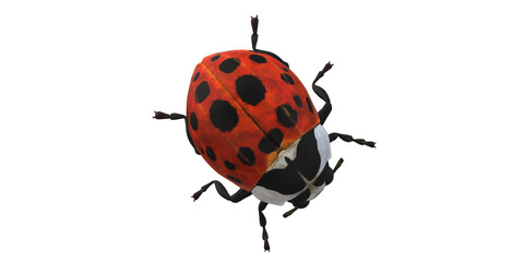Lady Bug isolated on a Transaprent Background