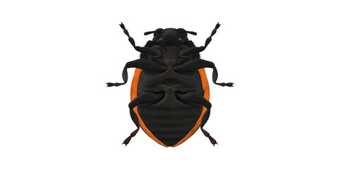Lady Bug isolated on a Transaprent Background