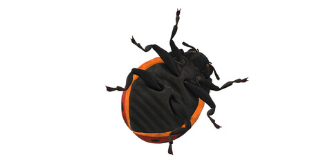 Lady Bug isolated on a Transaprent Background