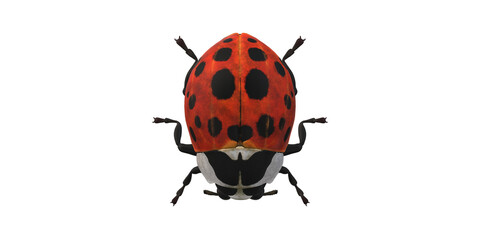 Lady Bug isolated on a Transaprent Background